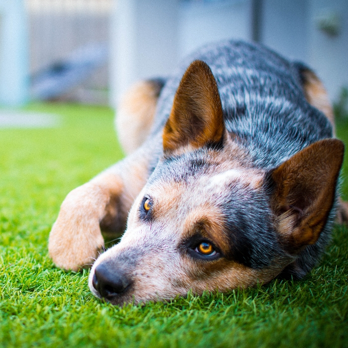 DOG POOP PICKUP SERVICES POINT COOK