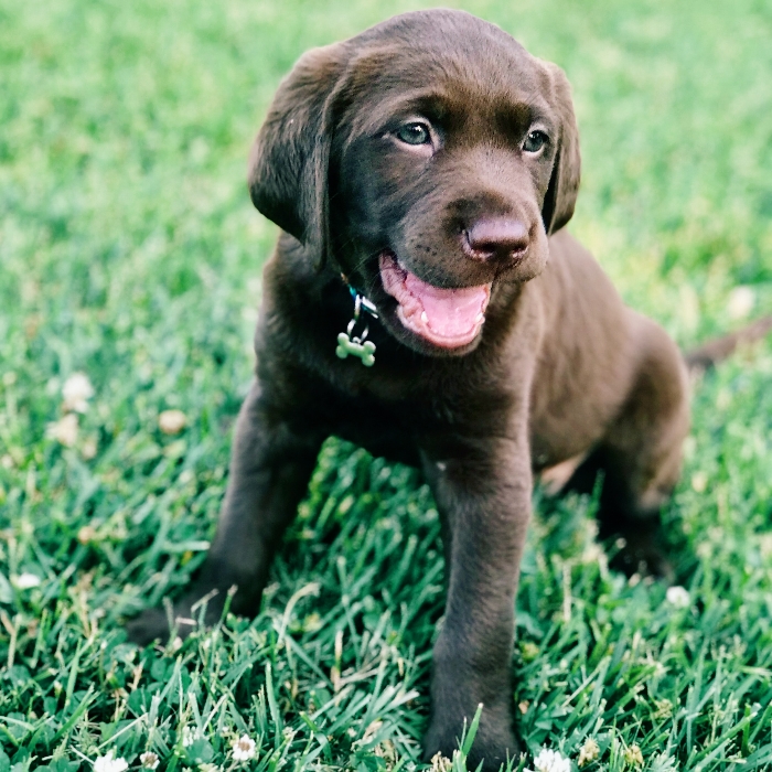 DOG POOP PICKUP SERVICES POINT COOK