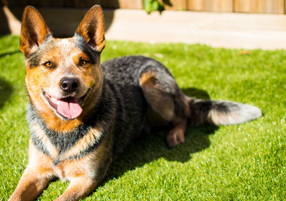 DOG POOP PICKUP SERVICES POINT COOK