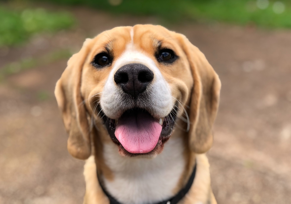 DOG POOP PICKUP SERVICES POINT COOK